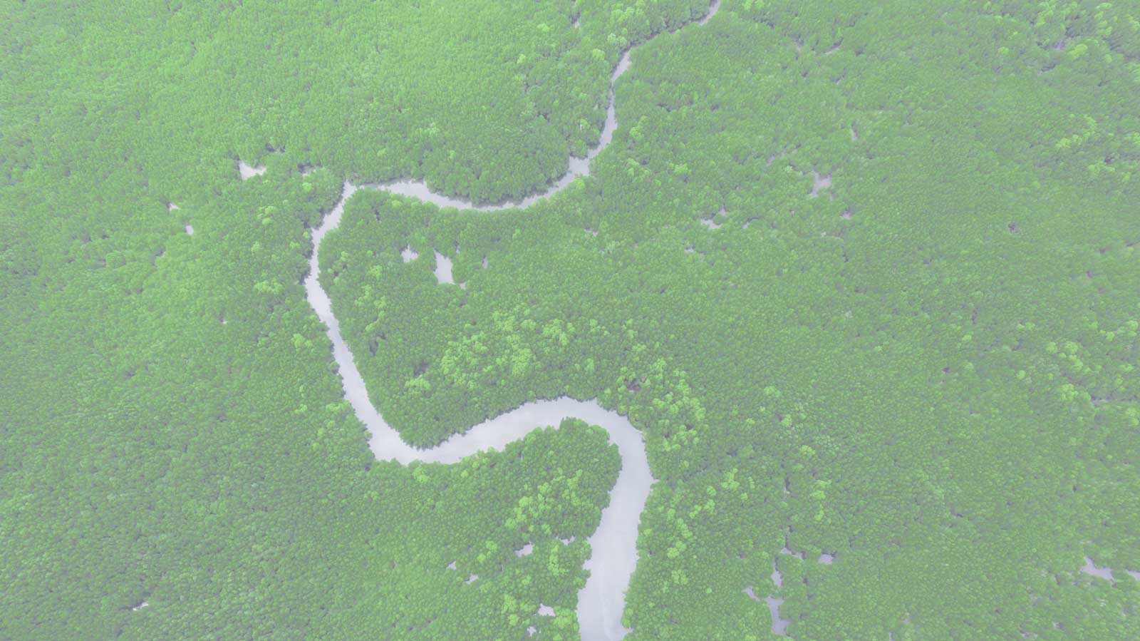 river meandering mangroves