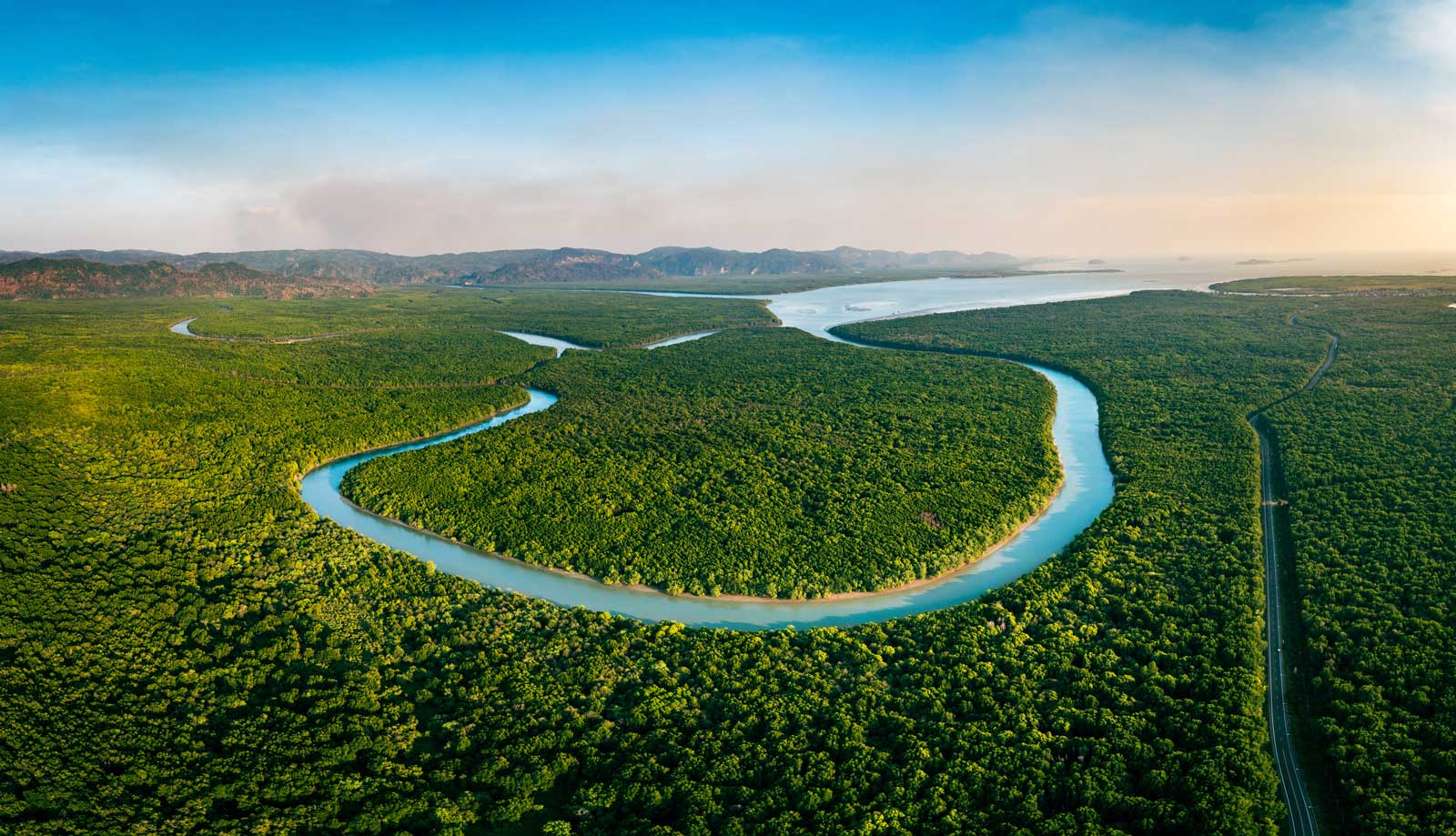 Mangrove forest Thailand